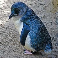 Little Penguin