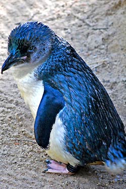 Little Blue Penguin Little Blue Penguin