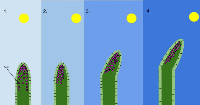 Plant Phytochromes Plant Phytochromes