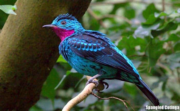 10 Birds with the Most Colorful Feathers - A-Z Animals