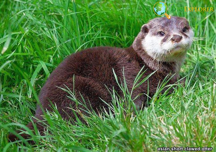 Top 26 Animals With BEST Eyesight (Visual Adaptations) Top 26 Animals With BEST Eyesight (Visual Adaptations)