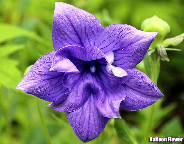 Balloon flower