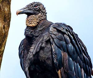Black Vulture Black Vulture