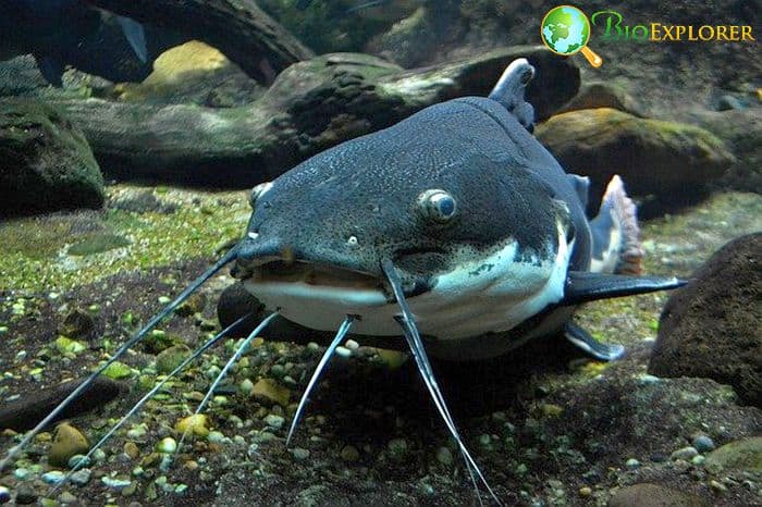Cat Fish Cat Fish