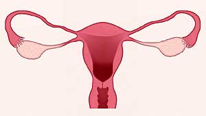 Fallopian tubes Fallopian tubes