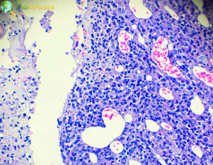 Germ Cells Germ Cells