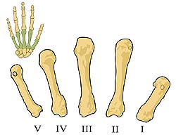 Hand Feet Bones Hand Feet Bones