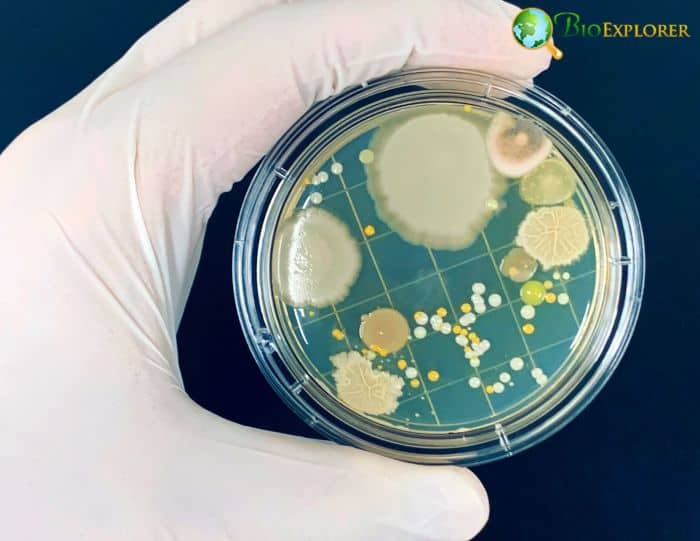 Microbial Colonies Microbial Colonies
