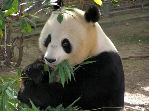 panda carnivore eating plants