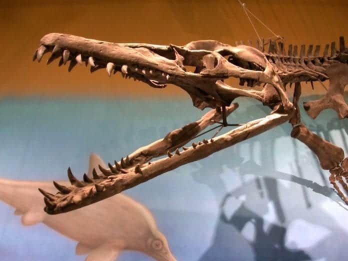 world's best dinosaur fossil