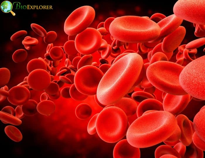 Red Blood Cells Red Blood Cells
