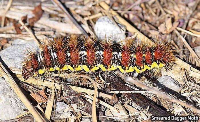 smeared dagger moth caterpillar wiki smeared dagger moth caterpillar wiki