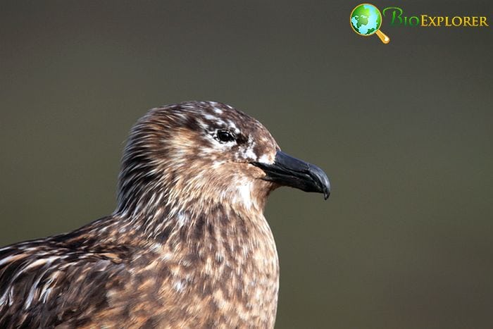 South Polar Skua South Polar Skua