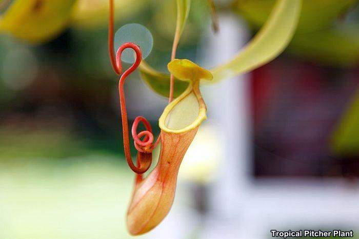 Tropical Pitcher Plant