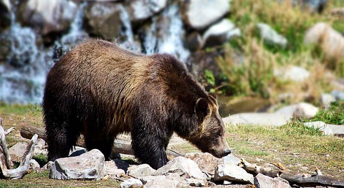 Wild Bear Wild Bear