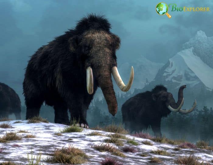 Woolly Mammoth Woolly Mammoth