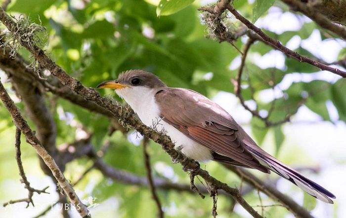 Yellow-Billed Cuckoo Yellow-Billed Cuckoo