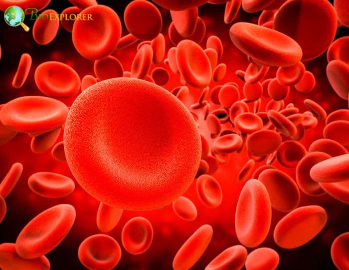 Blood Cells Blood Cells