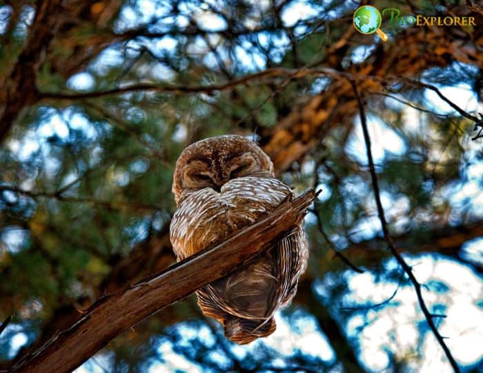 California Spotted Owl California Spotted Owl