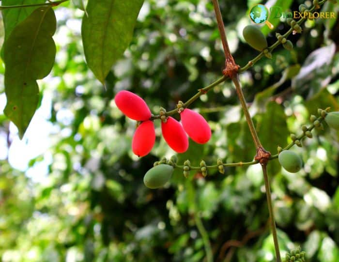 Gnetum Angiosperms