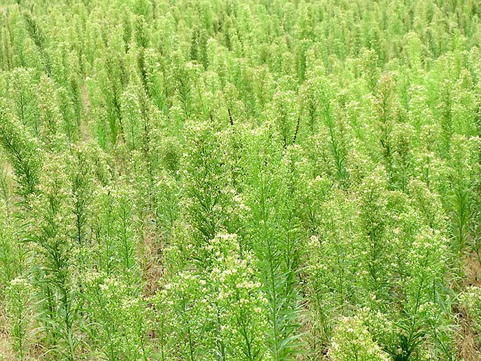 Horseweed