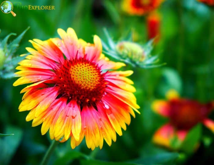 Indian Blanket