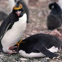 Macaroni Penguin Macaroni Penguin