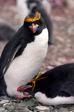 Macaroni Penguin Macaroni Penguin