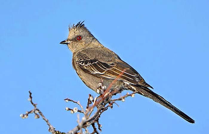 Phainopepla Phainopepla