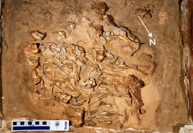 Protoceratops Andrewsi 15 Baby Dinosaurs