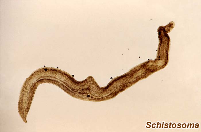 Schistosoma Genus Schistosoma Genus