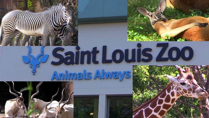 St.Louis Zoo St.Louis Zoo