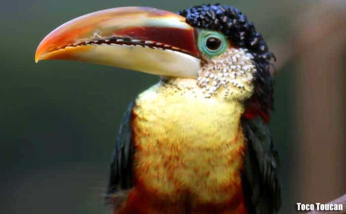 Toco Toucan