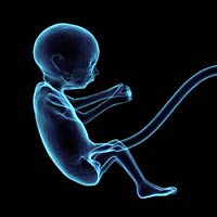 baby in the womb baby in the womb