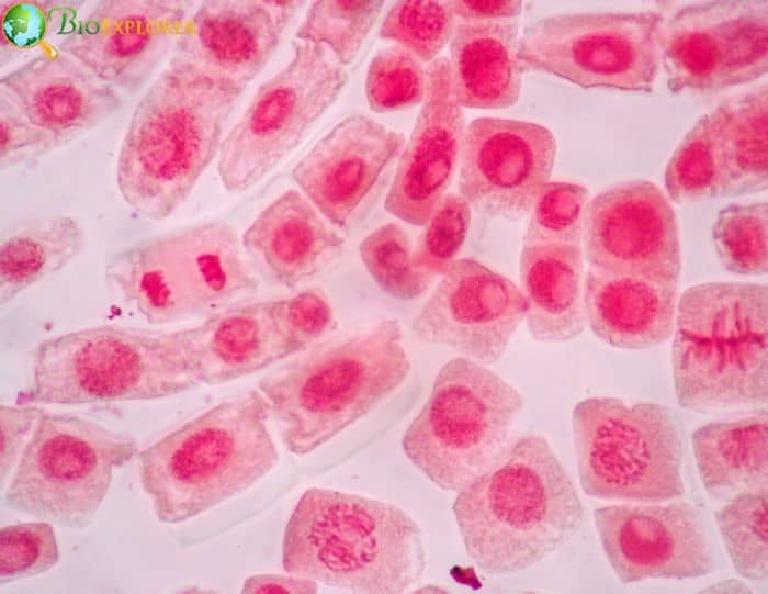 Cell Cycle Cell Cycle