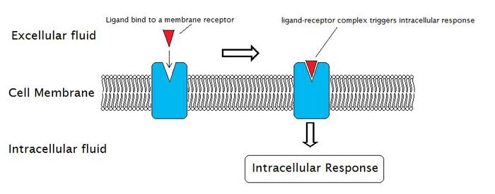 Cell Signalling Cell Signalling