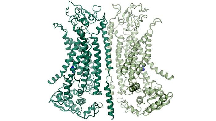 Chloride Channel Structure Chloride Channel Structure