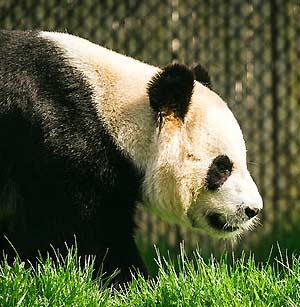 female panda Flickr