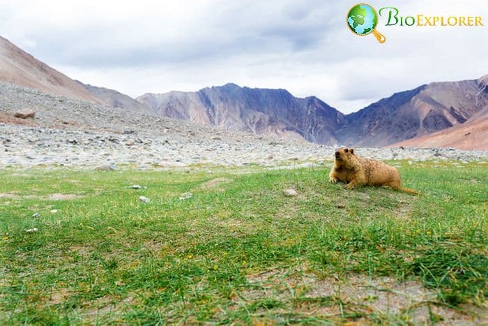 Top 18 BEST Tundra Animal Adaptations Top 18 BEST Tundra Animal Adaptations