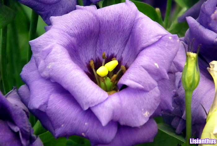 Lisianthus Lisianthus