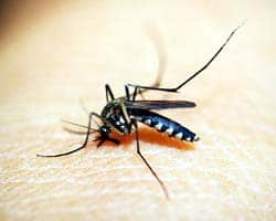 Malaria (Plasmodium falciparum) Malaria (Plasmodium falciparum)