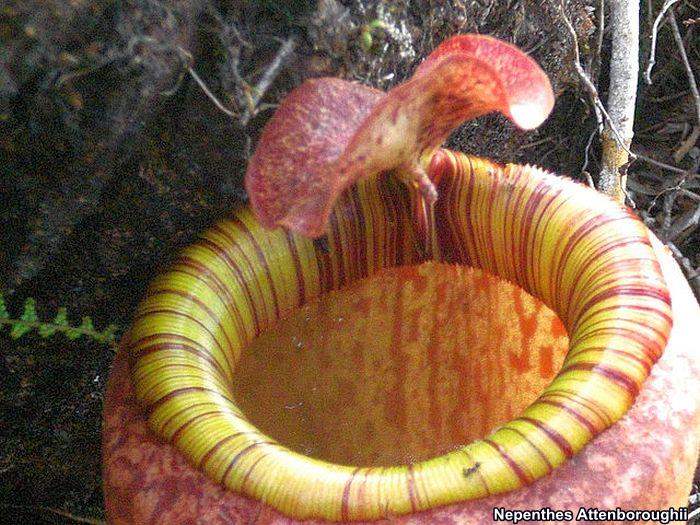 Nepenthes Attenboroughii