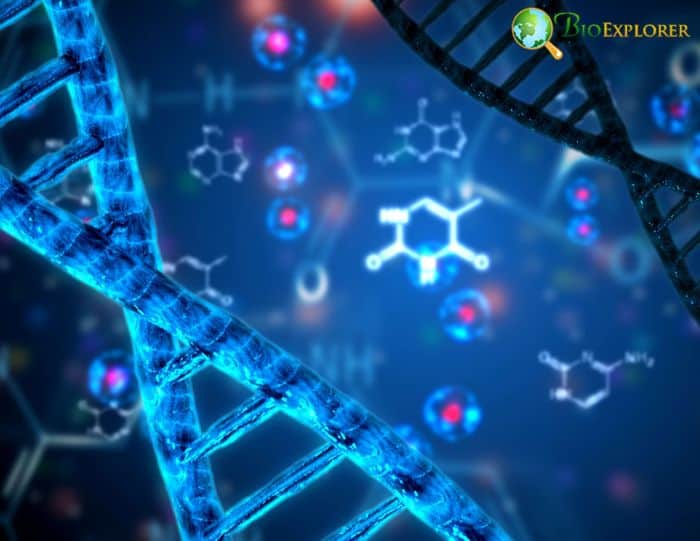 Nucleic Acids Nucleic Acids