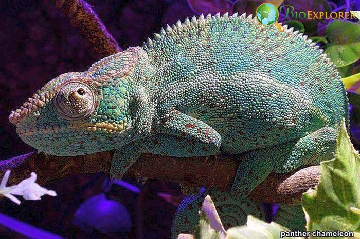 Top 26 Animals With BEST Eyesight (Visual Adaptations) Top 26 Animals With BEST Eyesight (Visual Adaptations)