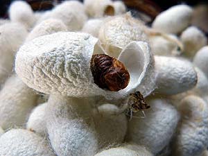 Silkworm cocoons