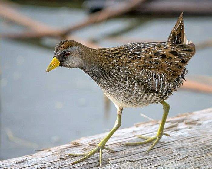 Sora Bird Sora Bird