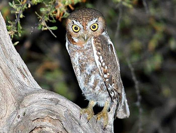 Elf Owl