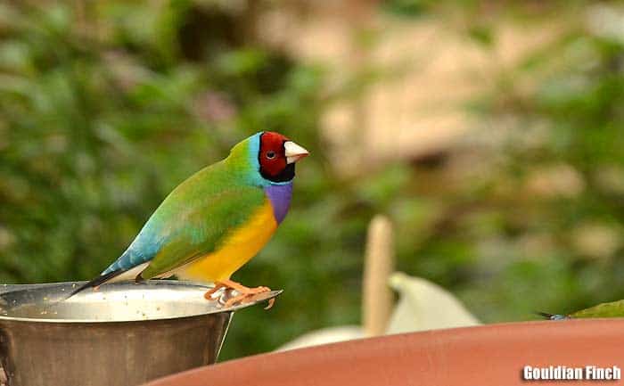 13-gouldian-finch