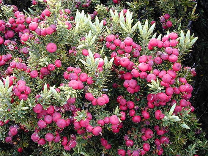 Leptecophylla tameiameia Leptecophylla tameiameia
