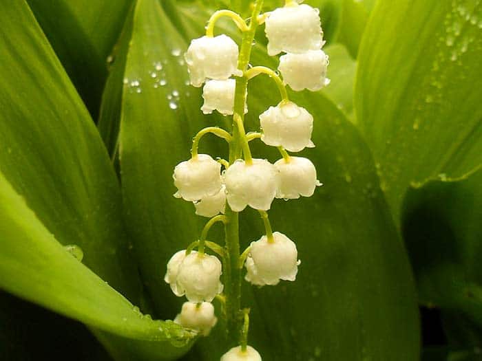 Lily of the Valley